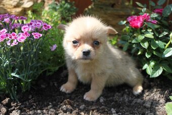 pomeranian x civava - 6