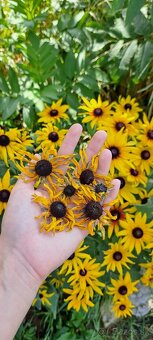 Sušená žltá rudbekia - 6