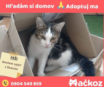 FEŠI - DARUJEM KOCURIKA / KOCÚRIK HLADÁ DOMOV - 6