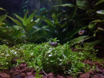 Darujem vodné slimáky do akvária - 6