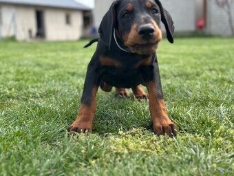 Doberman šteňa s FCI pôvodom - 6