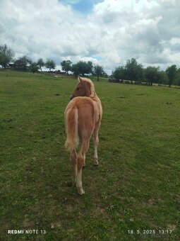 Azteca horse - 6