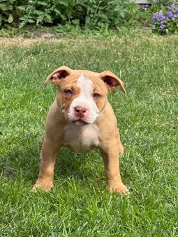 American bully - 6
