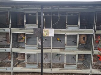 Hlinikové voliéry,klietky pre papagáje - 6