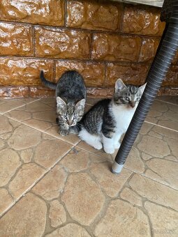 Darujem mačiatka - 6