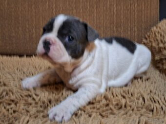 Francúzsky buldoček modrý - 6