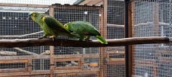 Amazonan modrocely - 6