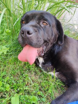 Cane Corso - 6
