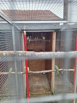 Predám vtáctvo rušíme chov - 6