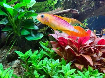 Apistogramma agasizi fire red - 6