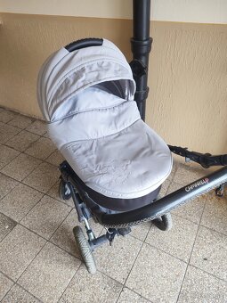 Camarelo malaga - 6