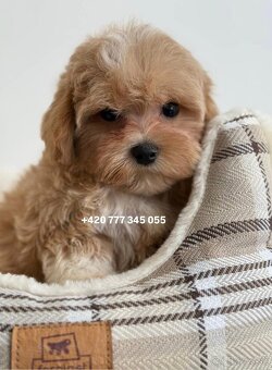 Maltipoo Caramel, pejsek – 1200€ - 6