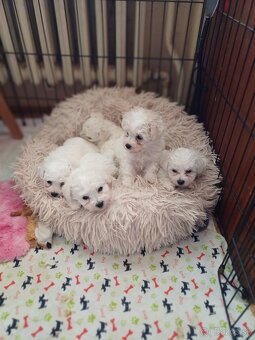 Bichon frise - bišonik - 6