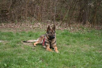 šteniatka kríženec nemecko-belgický ovčiak (cross) - 6