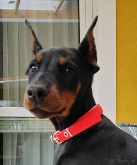 DOBERMAN ŠTENIATKA  S FCI P.P. - 6
