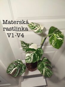 Monstera odrezky - 6