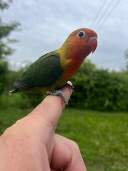 AGAPORNIS FISHER Maznačik-krotký - 6