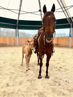 Palomino klisna American Quarter Horse, LTE rodiče i sestra - 6