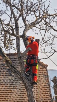 Vypilovanie stromov a výrub stromov - 6