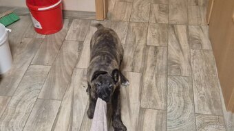 Holandsky ovciak - 6