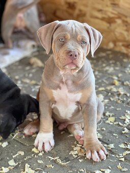 American bully xl/xxl s PP - 6