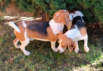 Bígl,Beagle, Bigl ,Bigel šteniatka - 6