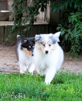 Kólia dlhosrstá s PP - 6