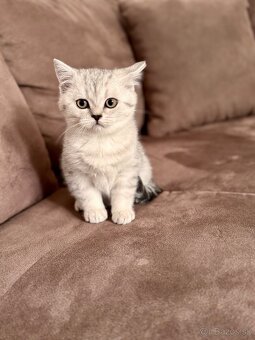 Skotska klapoucha macka, scottish straight s PP - 6