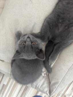 Mačiatko Britská Modrá - 6