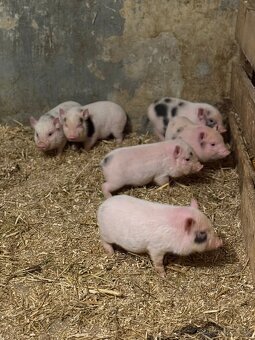 Predám čínske prasiatka - 6