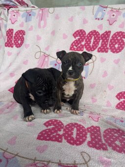 Americký stafordsirsky terier, Stafford, amstaf - 6