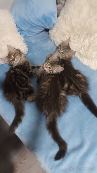 Maine Coon mačiatka - 6