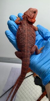 Agama bradatá – Hypo Zero(biela) a Half Monster (červená) - 6