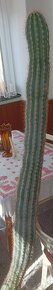 Predám kaktusy - 6