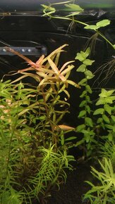 Krevetky, akvarijné rastlinky - 6
