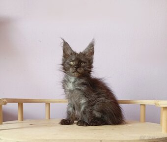 Maine Coon s PP - 6