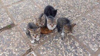 Darujem mačiatka - 6