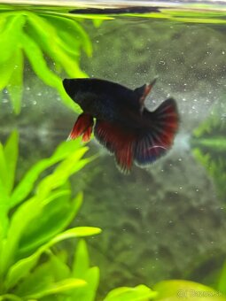 Darujem bojovnicu – samičku - 6