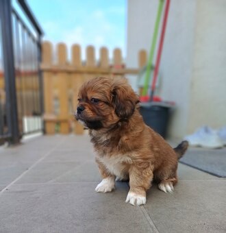 Tibetskỳ špániel šteniatko - 6