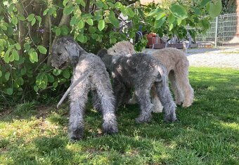 bedlington terrier - štěně - 6