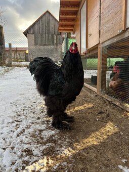Kuriatka brahmanka čierna veľká - 6