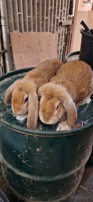 Francúzsky baran - 6