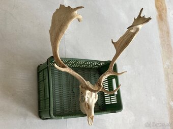 Trofeje jeleň daniel - 6