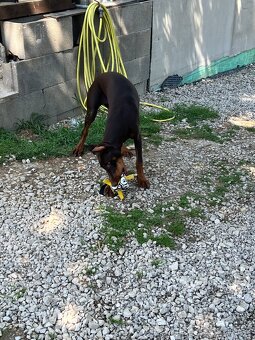 REZERVOVANÁ - Predám hnedú 6 mesačnú fenku Dobermana - 6