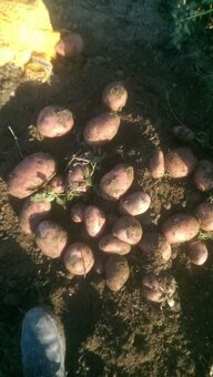 domace zemiaky red anna - 6