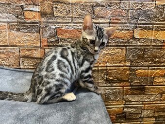 Bengálske mačiatka, bengalska mačka s Rodokmeňom - 6