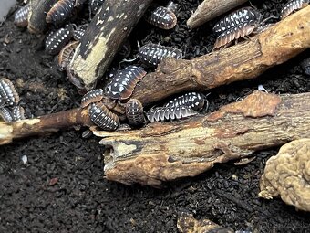 Isopody na predaj bioaktívne poklady pre tvoje terárium 🐛🌿 - 6