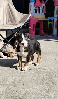 American bully - 6
