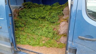 Tuja Smaragd, vavrínovec, červienka - Poprad - 6