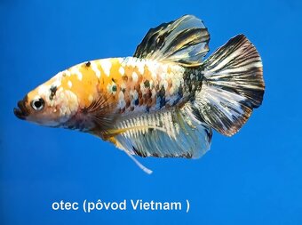Betta splendens- bojovnica pestrá - 6